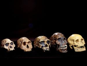 Illustration for article titled How did humans really evolve?